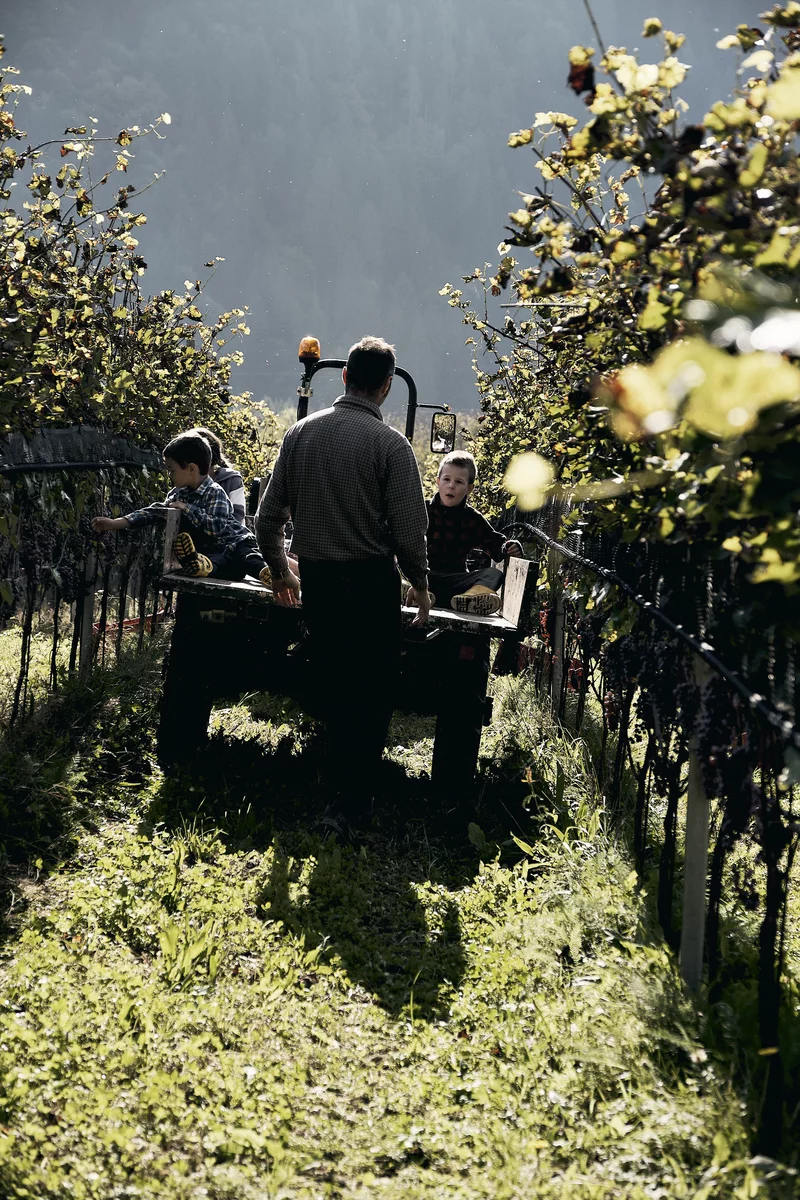 Maso Loera Vendemmia Tardiva Pelugo Vitigno Autoctono