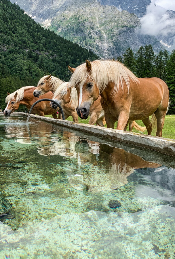 Foto E Video Haflinger E Noriker