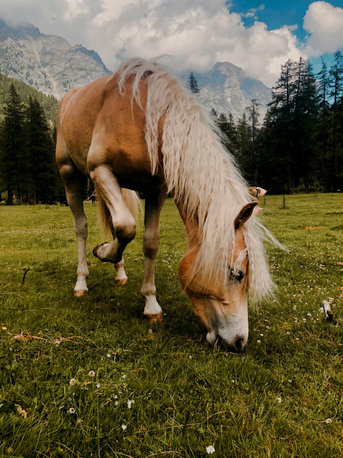 Gli Haflinger In Val Rendena