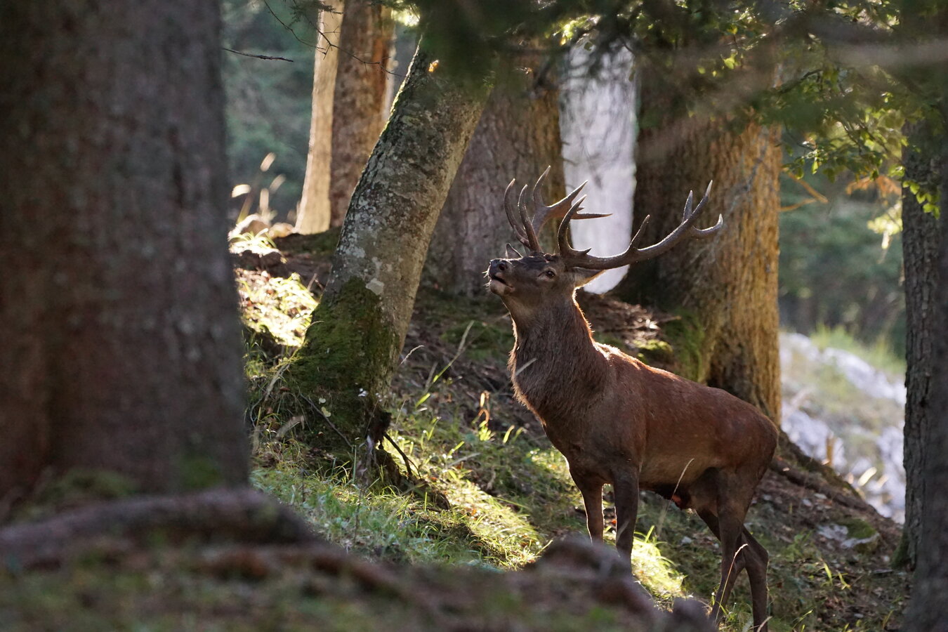 Gli Animali