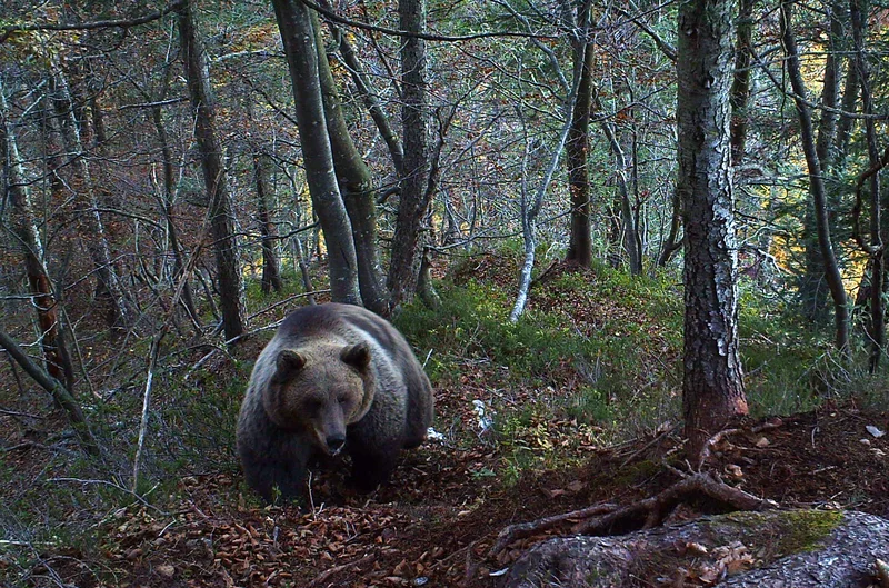 11716 Orso, Matteo Zeni