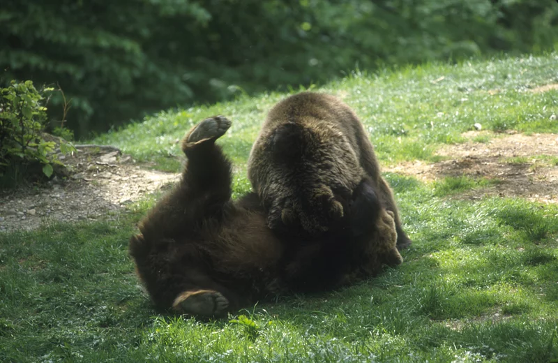 Orso1 Gilberto Volcan