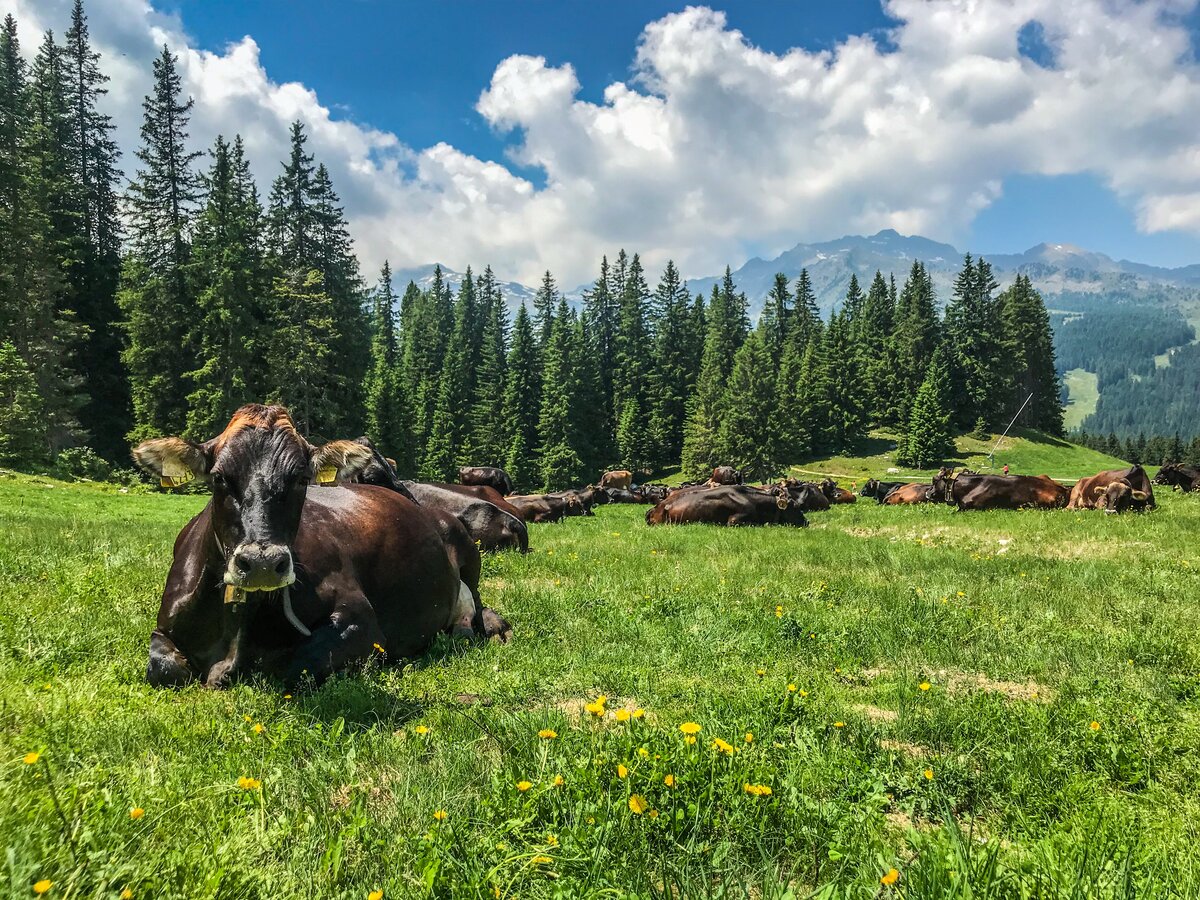 FIN EN DO CHE PESTA LE VACHE   Montagnoli