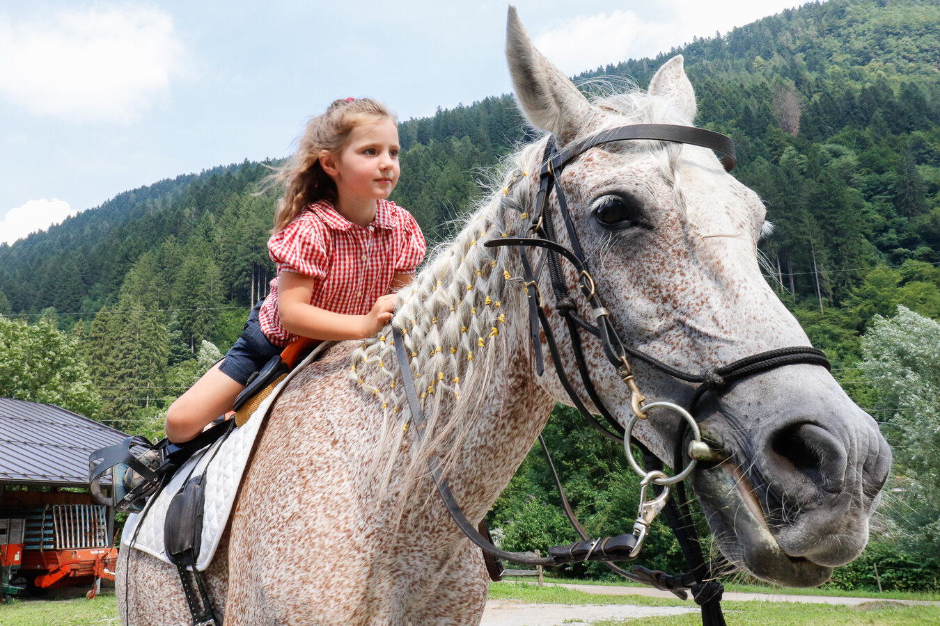 Equitazione E Gite A Cavallo