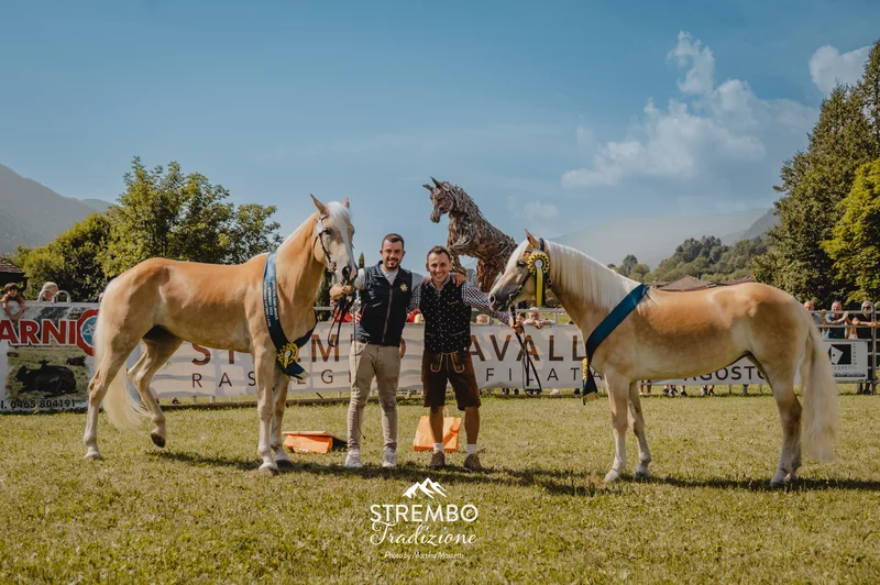39a Rassegna Cavalli Haflinger e Noriker