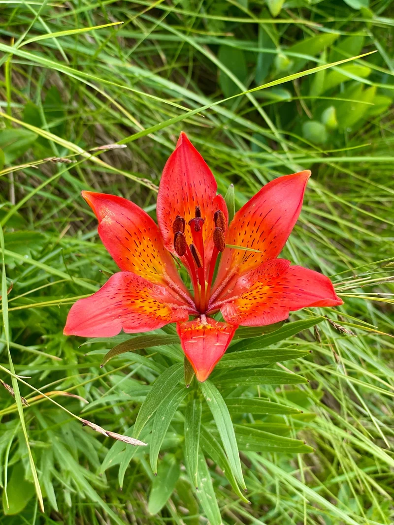 Sentiero della Pace 8: dal Bivacco Malga Casinot al Rifugio Pernici