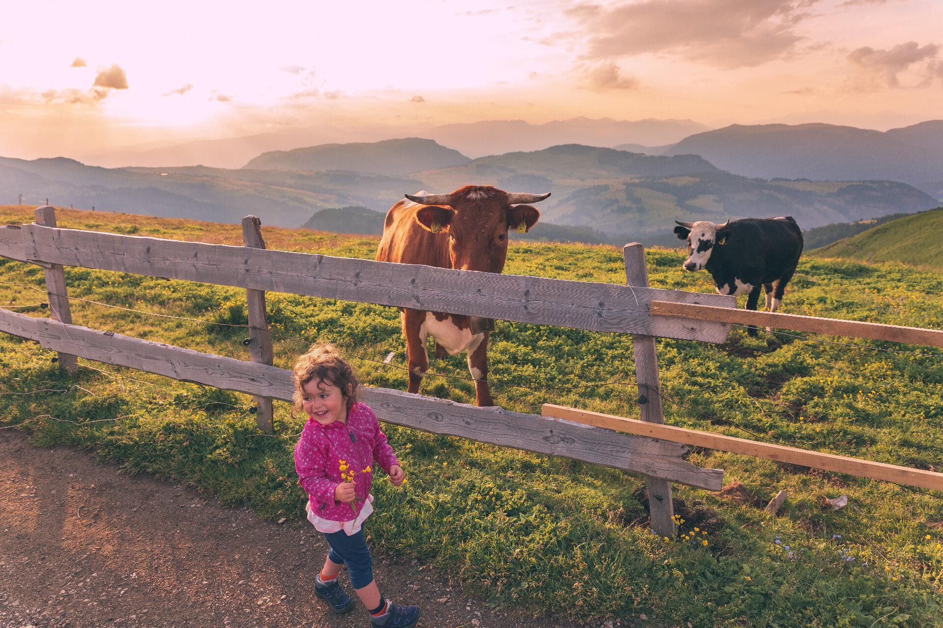Bambina ride con mucca durante l'Alba al Sassopiatto | © Patricia Ramirez - Archivio Immagini ApT Val di Fassa
