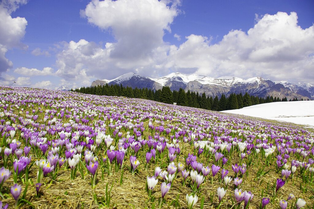 Vette Feltrine   Fiori   Vette Neve   Crocus   Primavera   Monte Avena E. Canal | © E. Canal