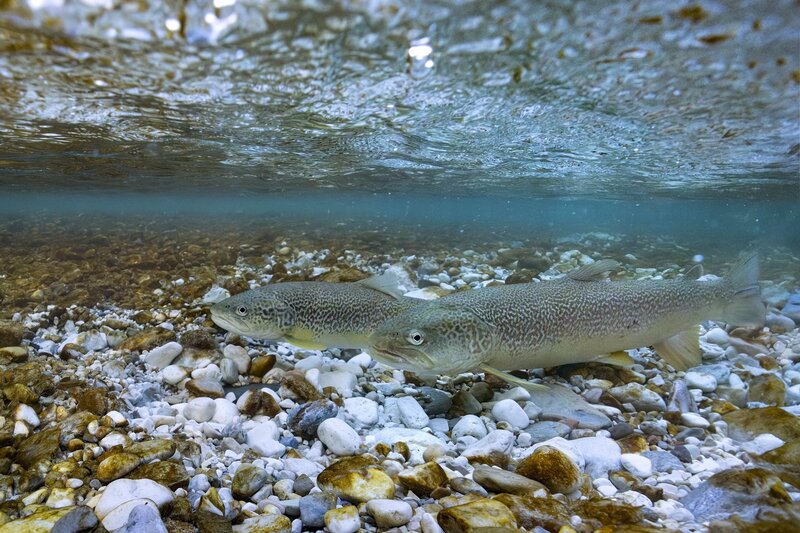 Marble Trout | © Bruno Boz