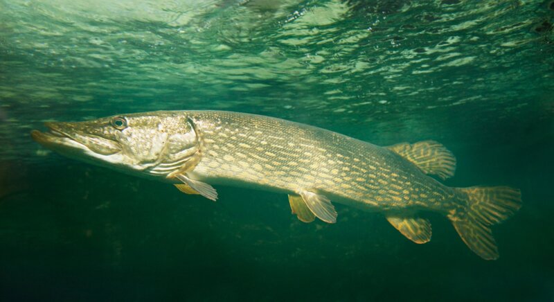 Pike | © Archivio Dmo Dolomiti Bellunesi