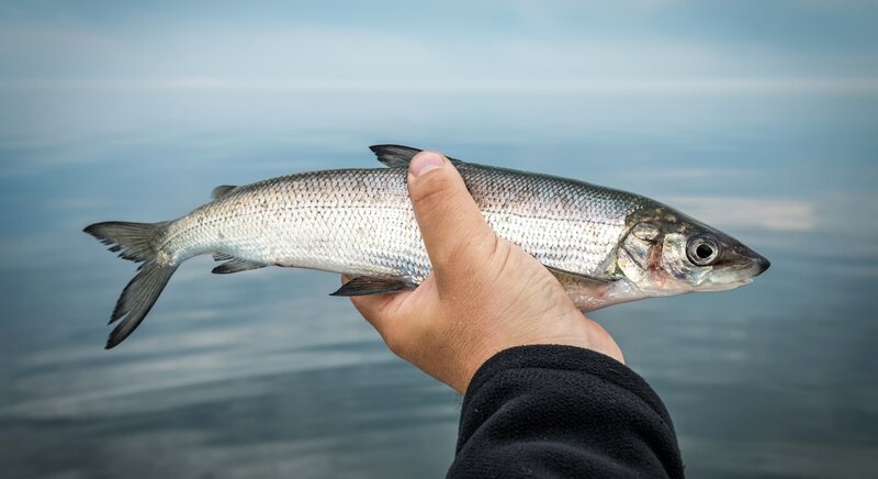 Whitefish