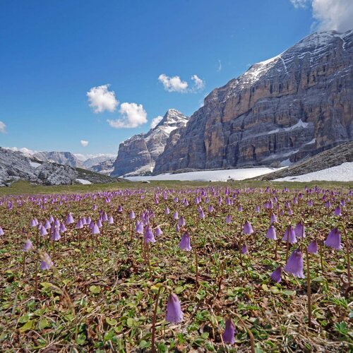 Primavera Sotto La Tofana Di R ¦zes