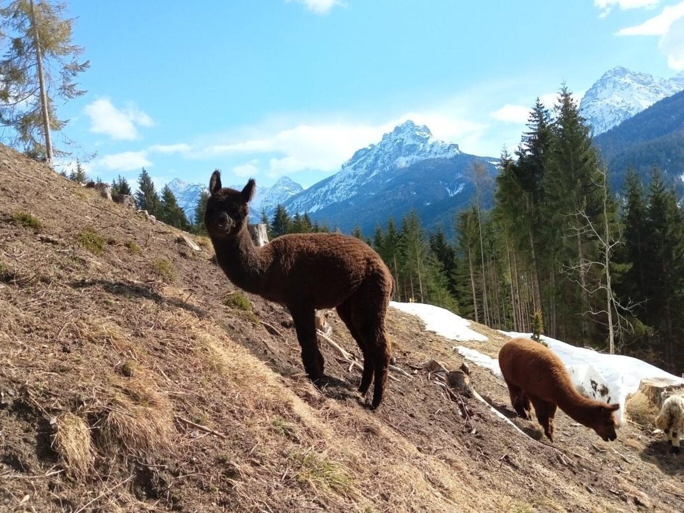 alpaca alpaca