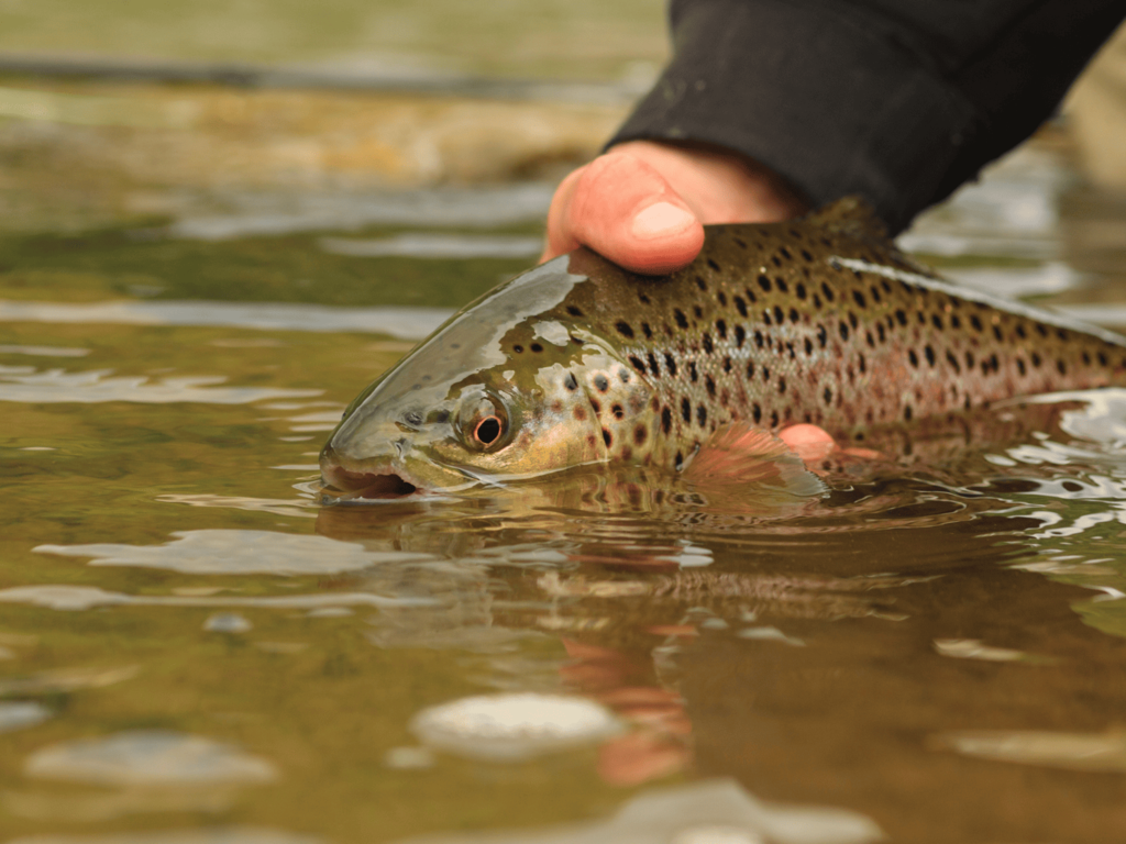 Pesca Comelico 2